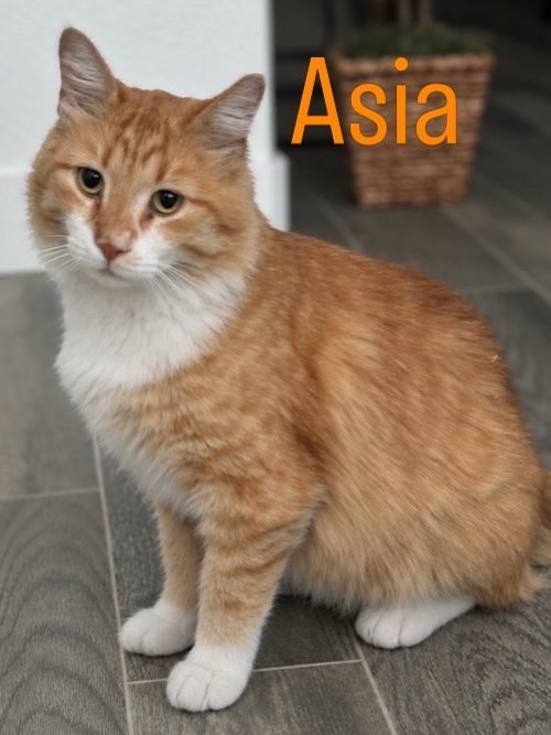 ASIA - Domestic Long Hair available for adoption