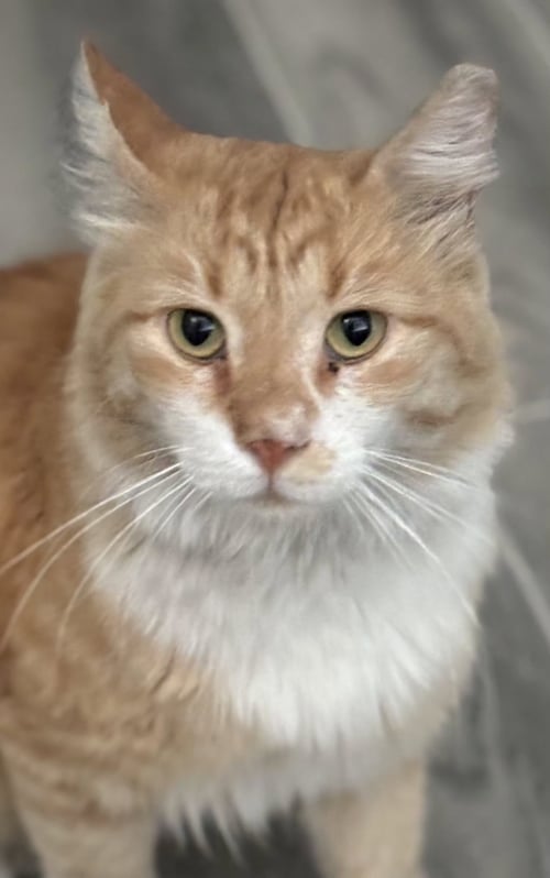ASIA - Domestic Long Hair available for adoption