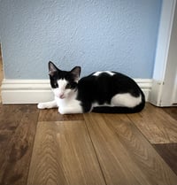Nandor the Relentless (bonded to Colin Robinson) - Photo 3