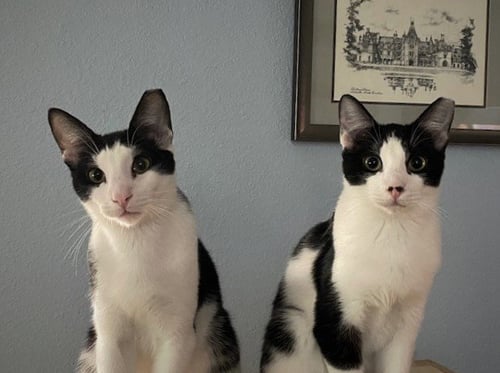 NANDOR THE RELENTLESS (BONDED TO COLIN ROBINSON) - Domestic Short Hair available for adoption