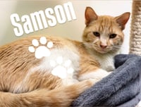 Samson - Photo 1