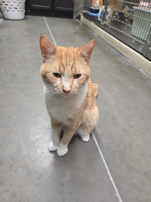 SAMSON - Domestic Short Hair available for adoption