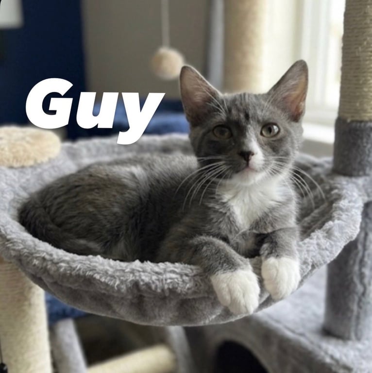Guy Image