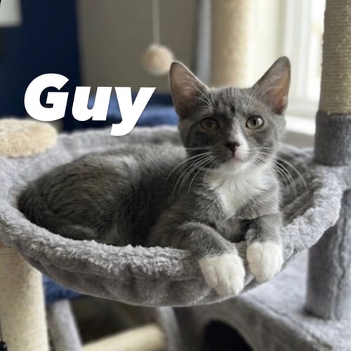 GUY - Domestic Short Hair available for adoption