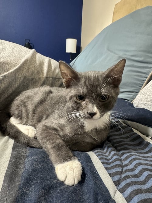 GUY - Domestic Short Hair available for adoption