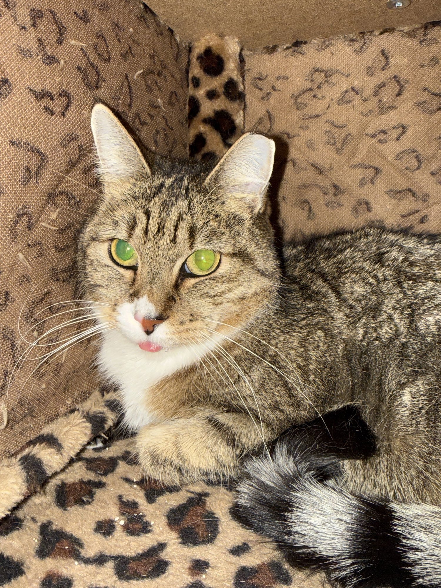 PRINCESS - Domestic Short Hair for adoption in Tempe