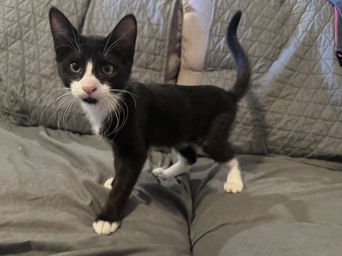 WINSTON - Tuxedo for adoption in Mesa