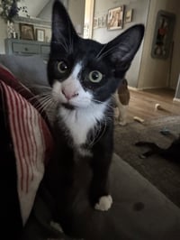 Winston - Photo 2