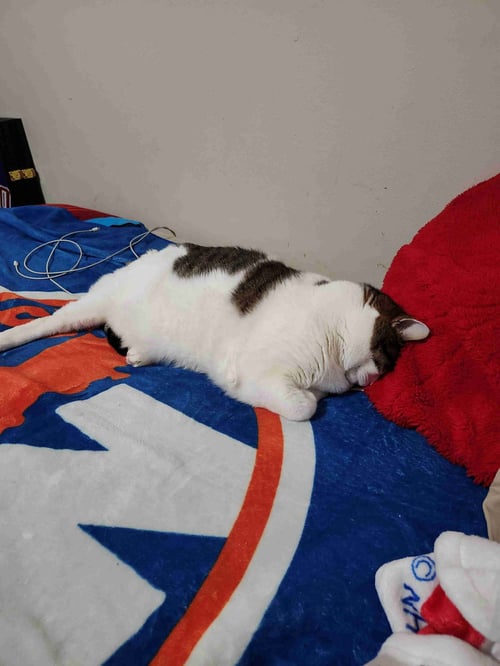 SNOOPY - Domestic Short Hair available for adoption