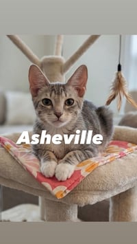 Asheville - Photo 2