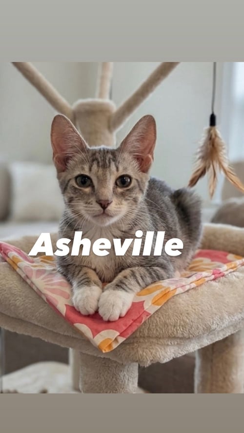 ASHEVILLE - Tabby available for adoption