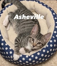 Asheville - Photo 4
