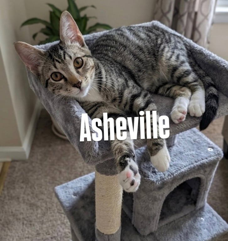 Asheville Image