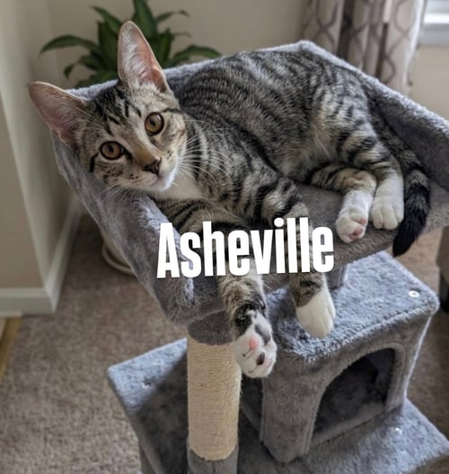 ASHEVILLE - Tabby for adoption in Mesa