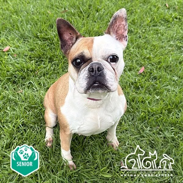Daisy Image