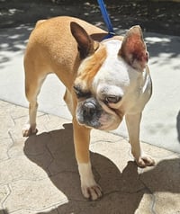 Daisy - Photo 4