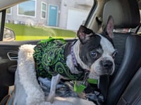 Betsy - Photo 5