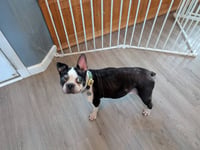 Betsy - Photo 2
