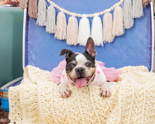 BETSY - Boston Terrier for adoption in Huntington Beach