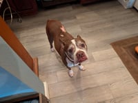 Sir Charles - Photo 4