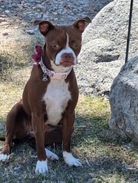 Bella - Photo 5
