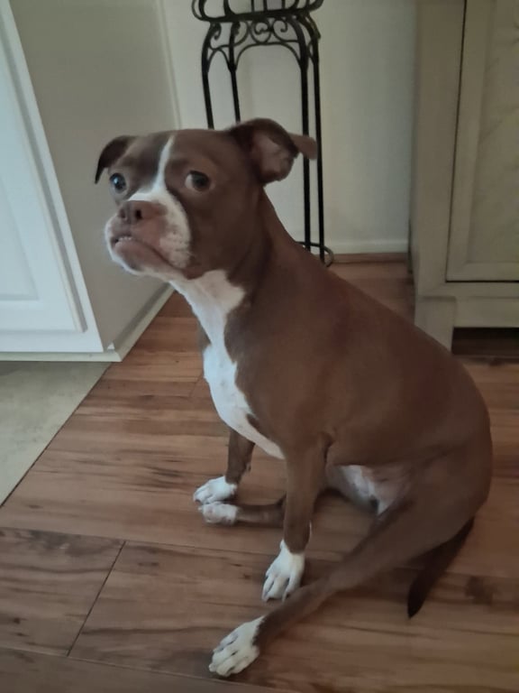 Bella Image
