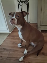 Bella - Photo 1