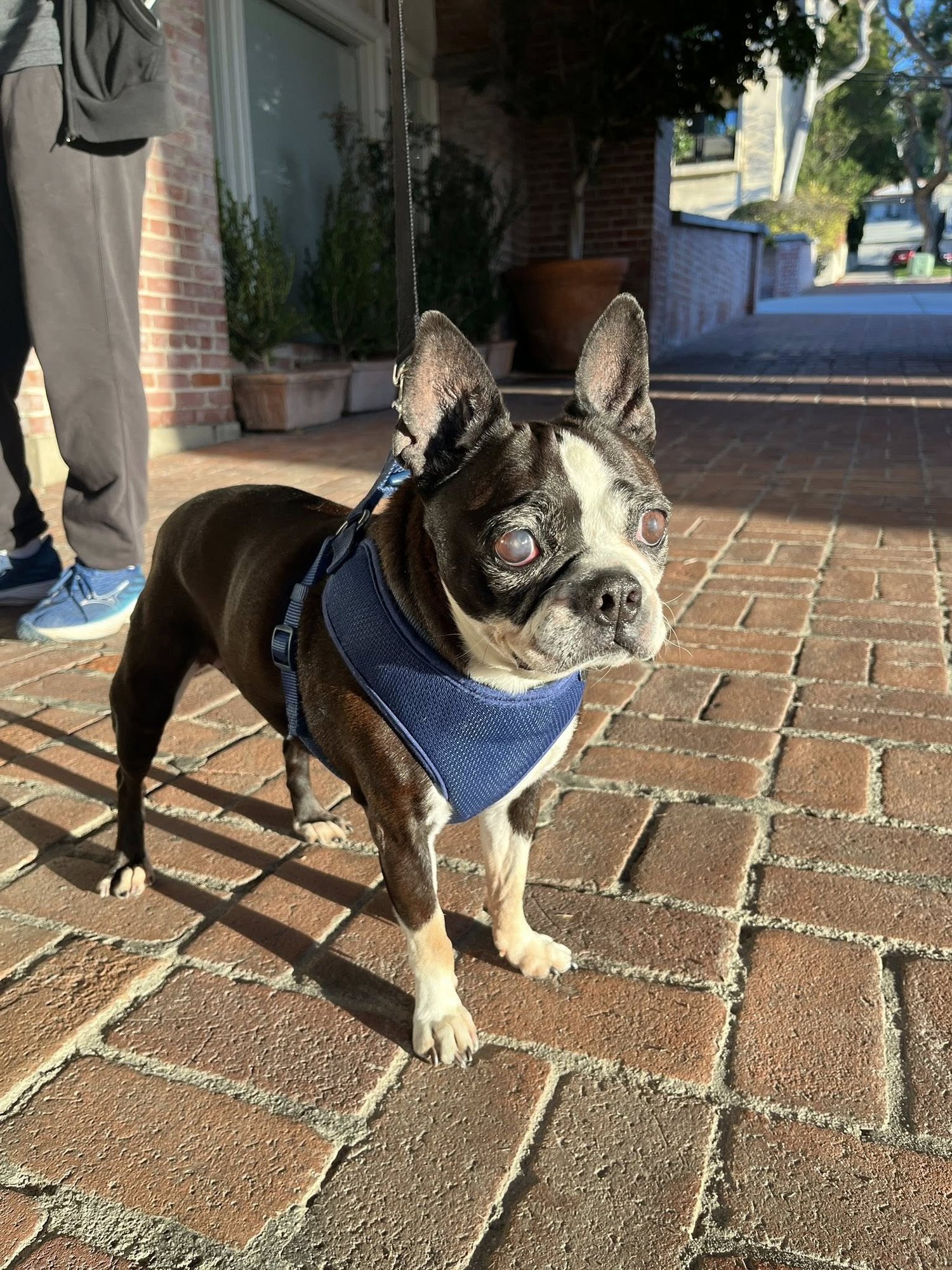 MOLLY - Boston Terrier for adoption in Huntington Beach