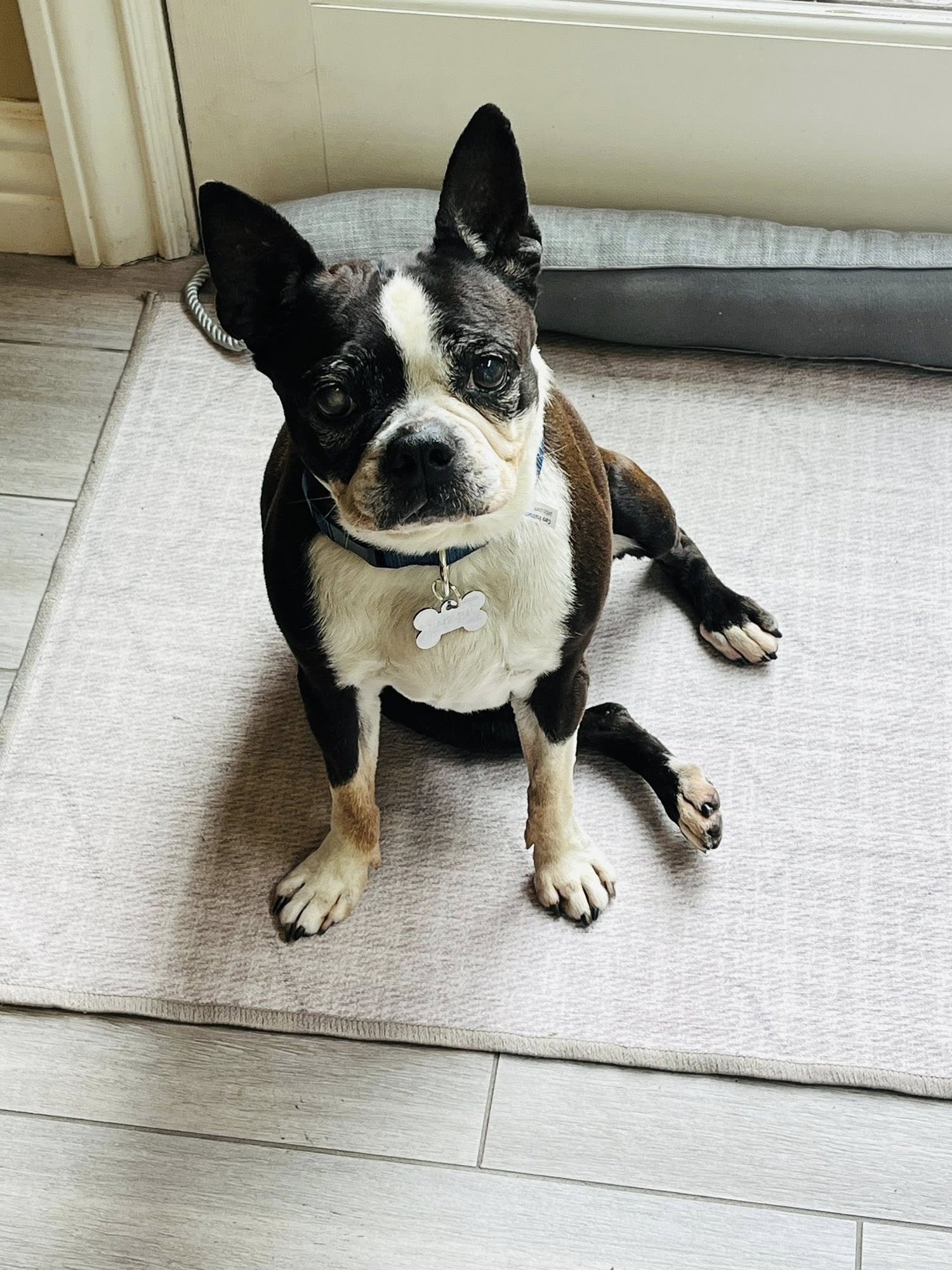 MOLLY - Boston Terrier available for adoption