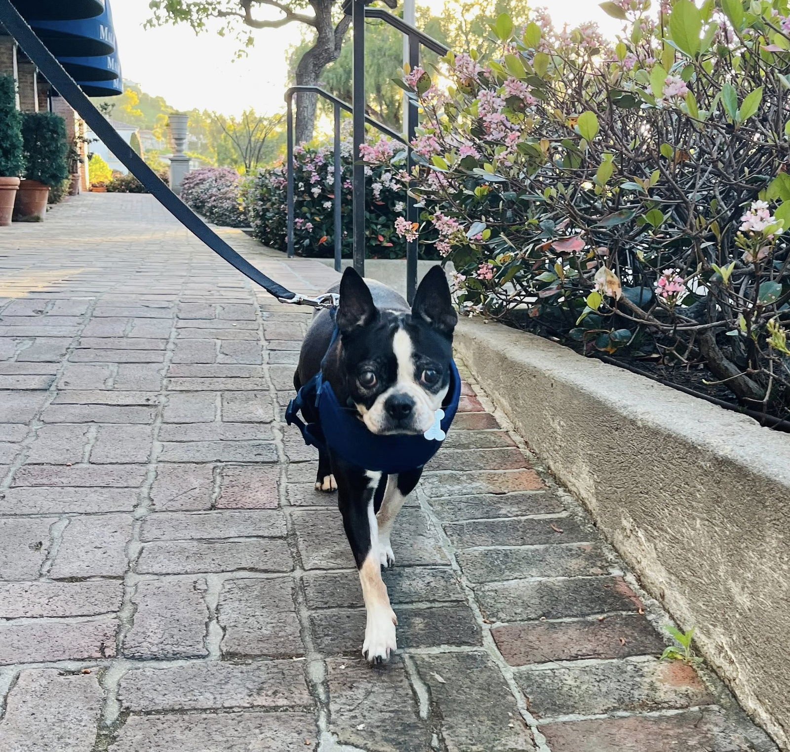 Molly - Photo 3