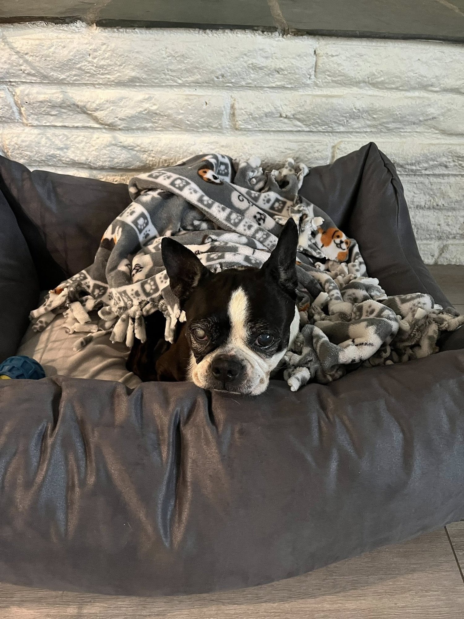 Molly - Photo 4
