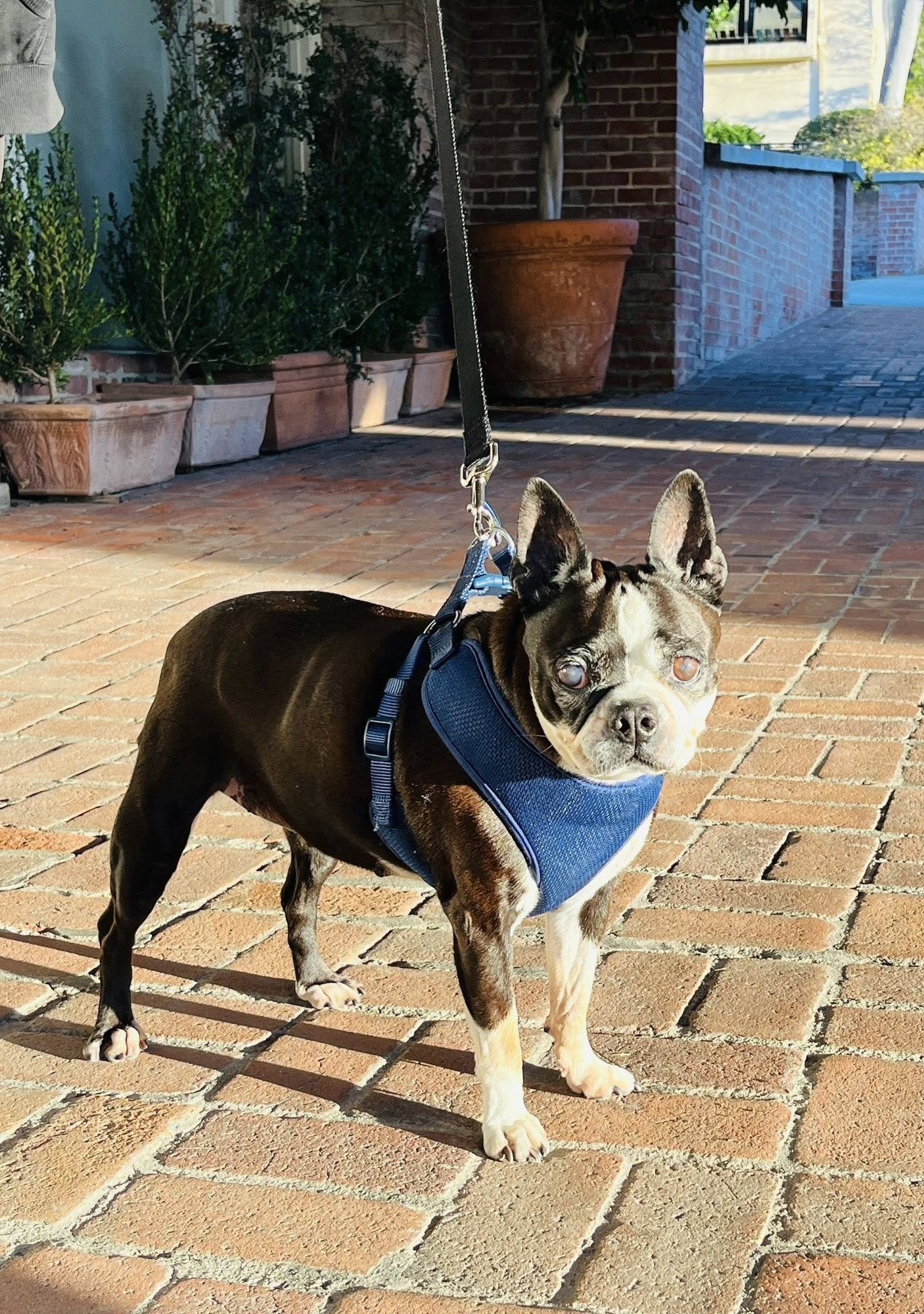 Molly - Photo 5