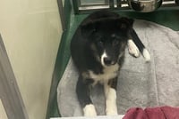 DIZZY - Photo 1