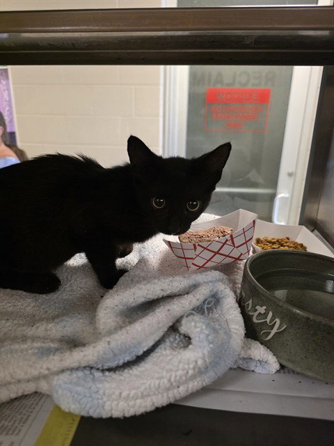 A219126 - Domestic Short Hair available for adoption