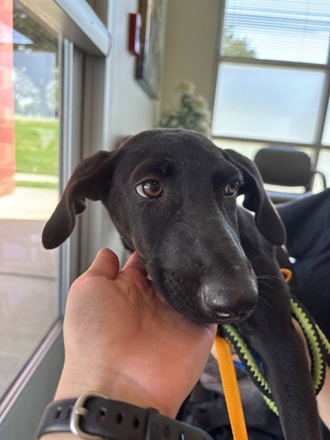 A220032 - Labrador Retriever available for adoption
