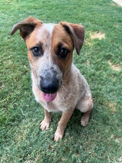 BUGGY - Australian Cattle Dog/Blue Heeler available for adoption