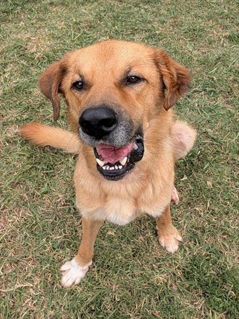 MILO - Anatolian Shepherd / Golden Retriever available for adoption