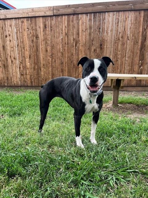 DAHLIA - Pit Bull Terrier for adoption in Frisco