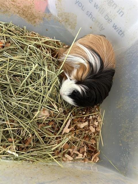 FLUFFY - Guinea Pig available for adoption