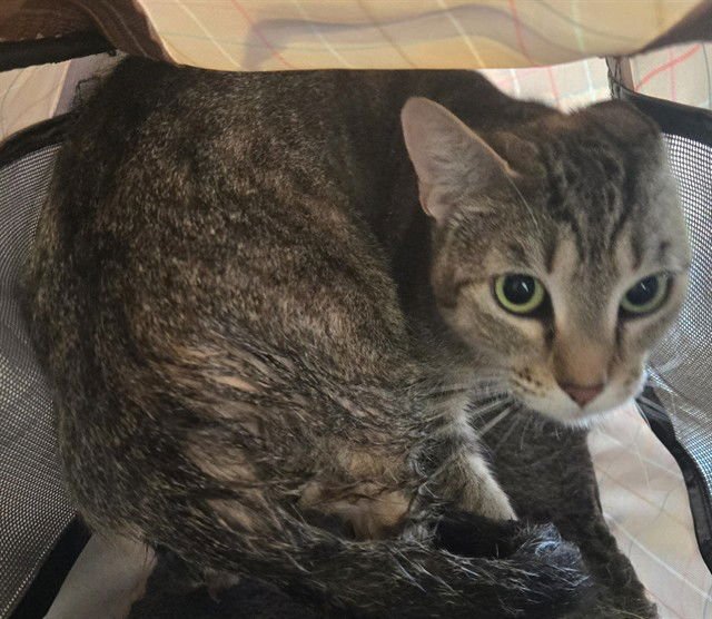 A216036 - Domestic Short Hair available for adoption