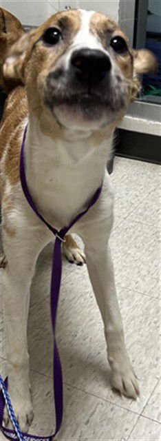 KENZIE - Australian Shepherd available for adoption