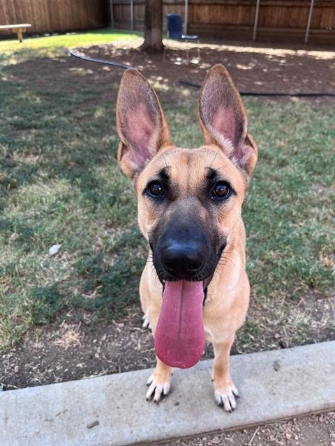 ATHENA - German Shepherd Dog / Belgian Shepherd Malinois available for adoption