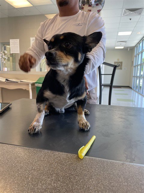 MILO - Chihuahua available for adoption