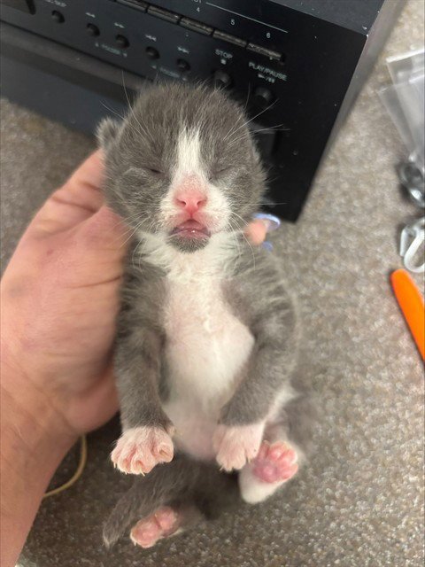 GORDON - Domestic Short Hair for adoption in Denton