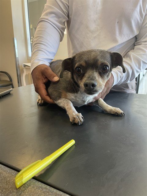 LUNA - Chihuahua available for adoption