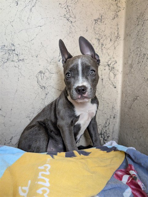 DASHA - Pit Bull Terrier available for adoption