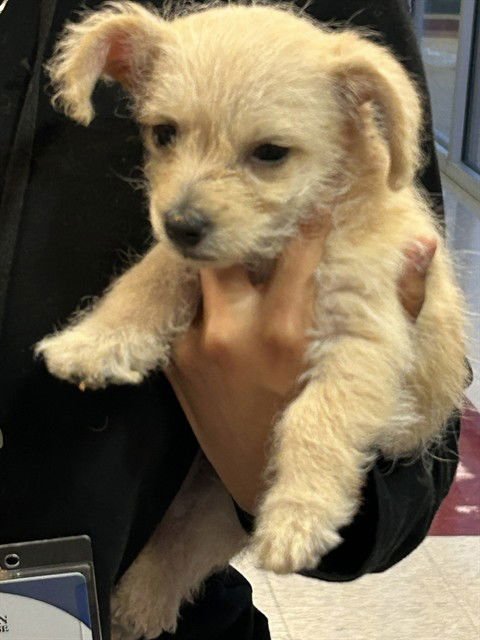FROSTY - Chihuahua / Yorkshire Terrier Yorkie available for adoption