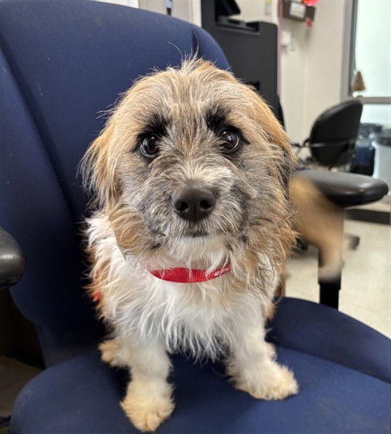 BABYGIRL - Norfolk Terrier available for adoption