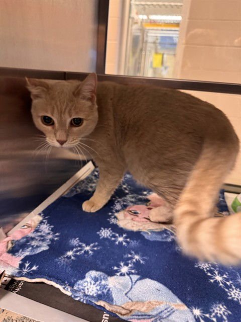 WHISKERS - Domestic Short Hair available for adoption