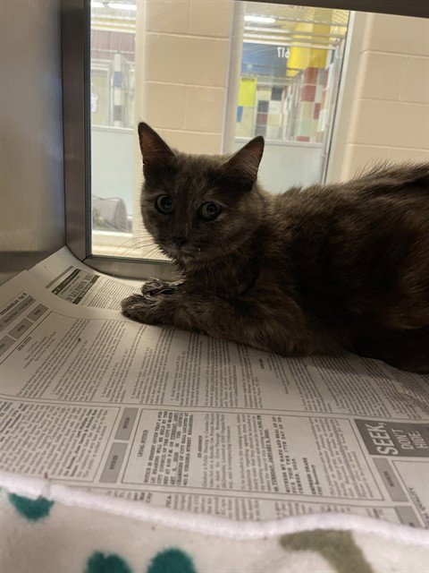 CLAUDIA - Domestic Medium Hair available for adoption